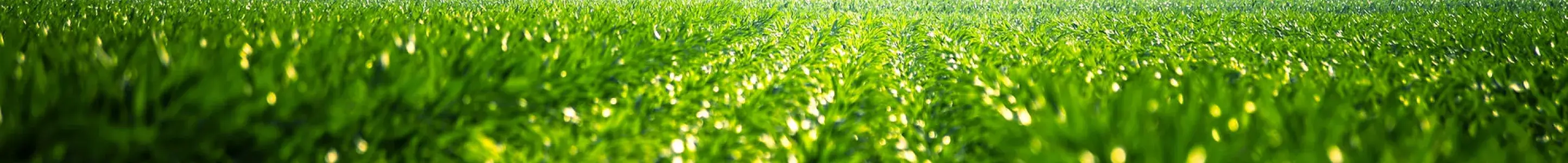 green-image